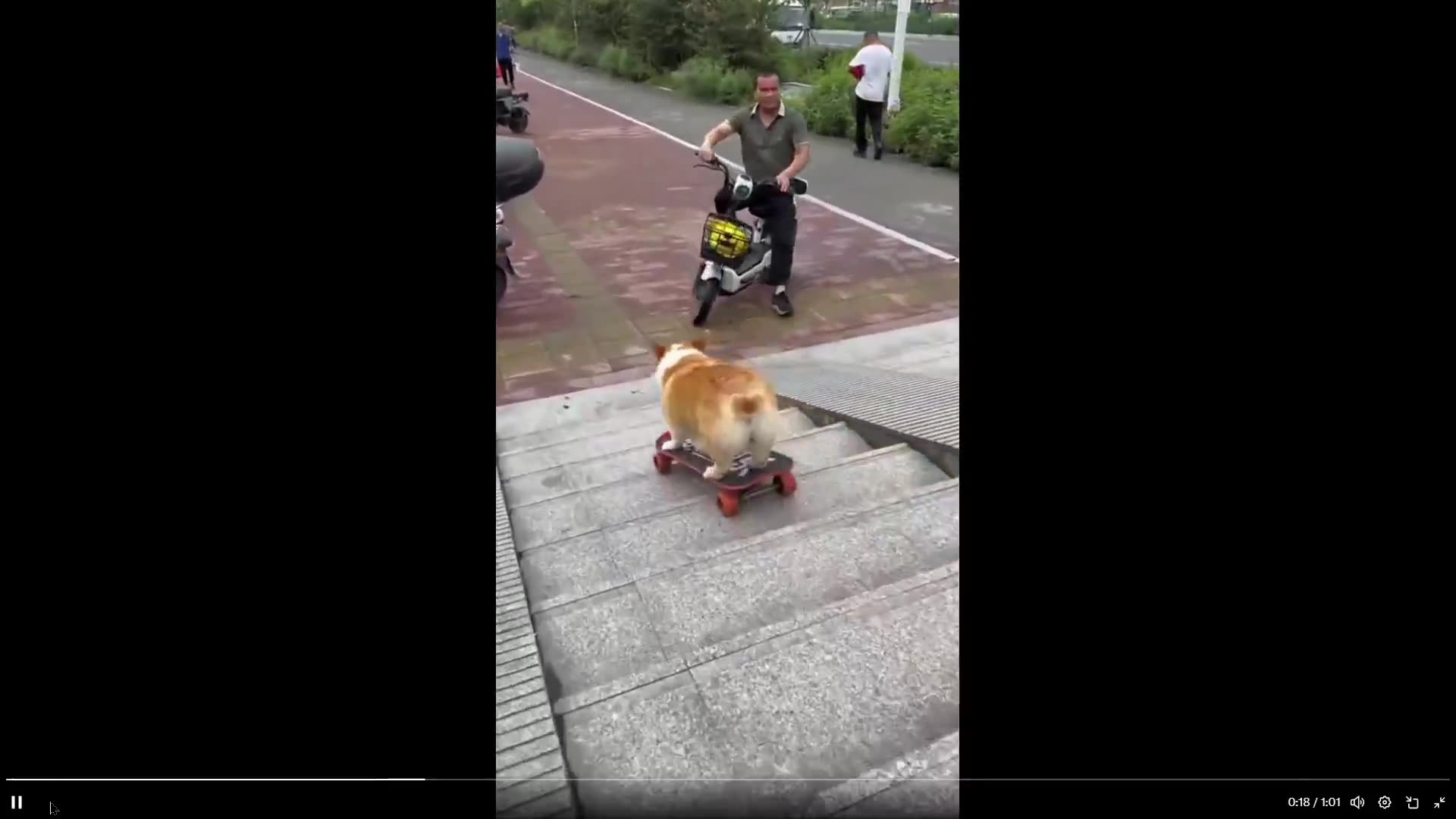 Strange huh - why is everyone acting like this is 100% normal? Dogs skills