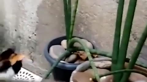 🐀🤣 This Rat Catching Attempt is TOO FUNNY! | FunFM