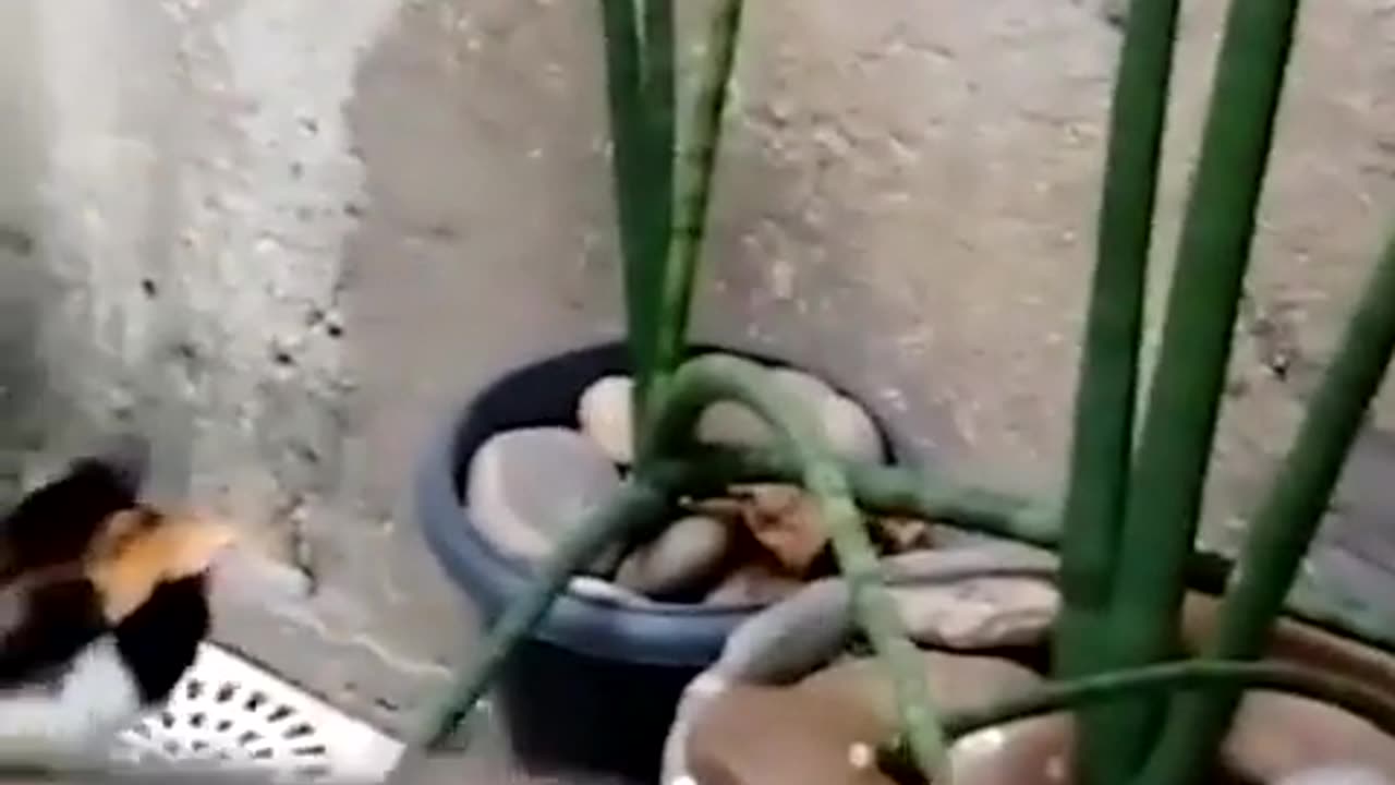 🐀🤣 This Rat Catching Attempt is TOO FUNNY! | FunFM