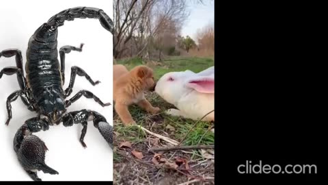 The bonding between animals seen here...