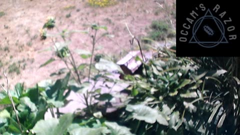 Butch the Sunflower