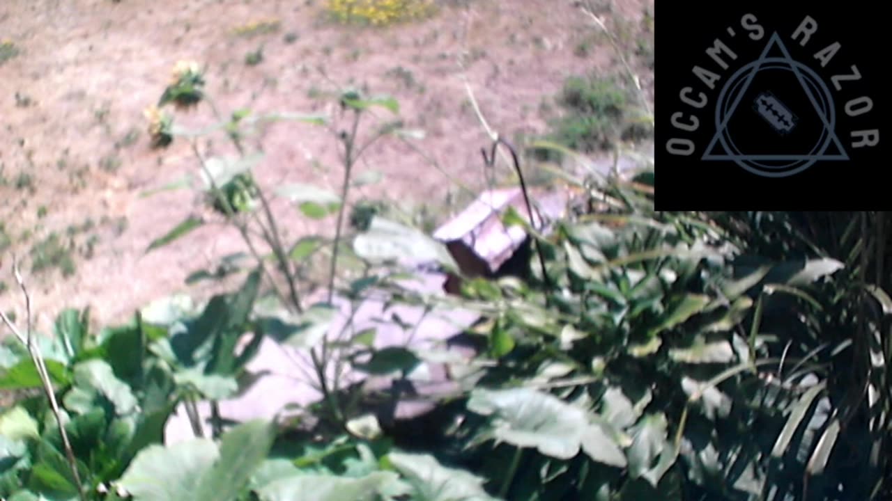Butch the Sunflower
