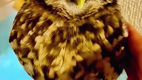 The man found an owl inside his house🦉💫 #Viral#Animals#Love#Happy