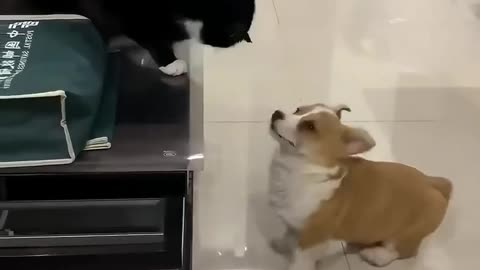funniest clips