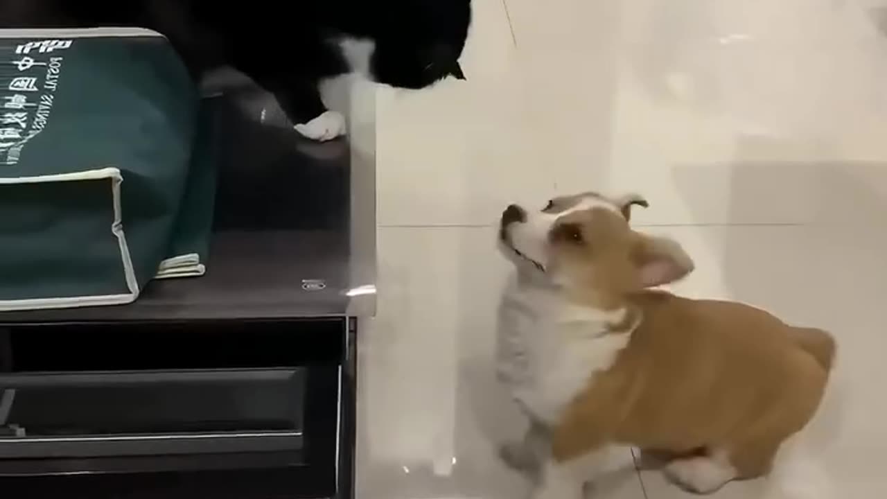 funniest clips