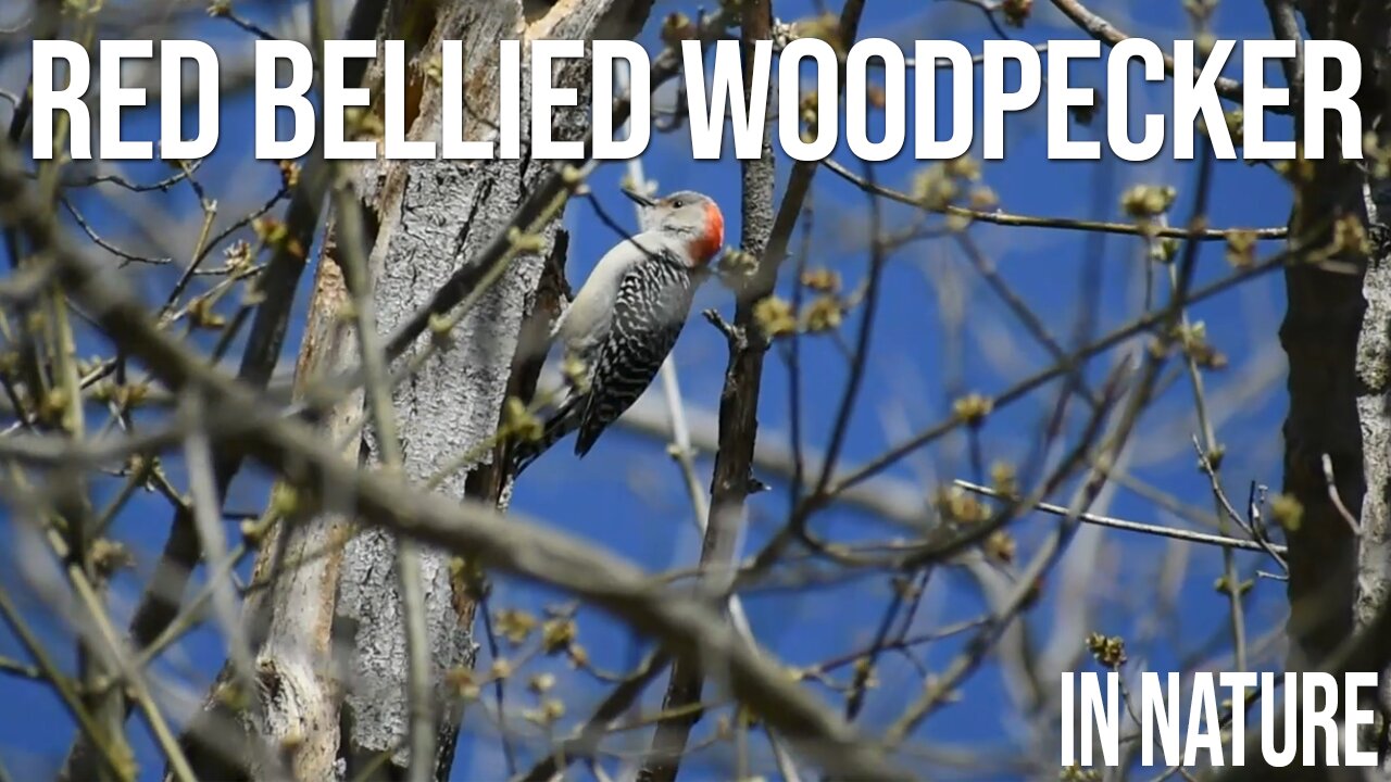 Red Bellied Woodpecker