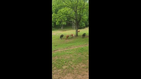 Cows and calves 2025.