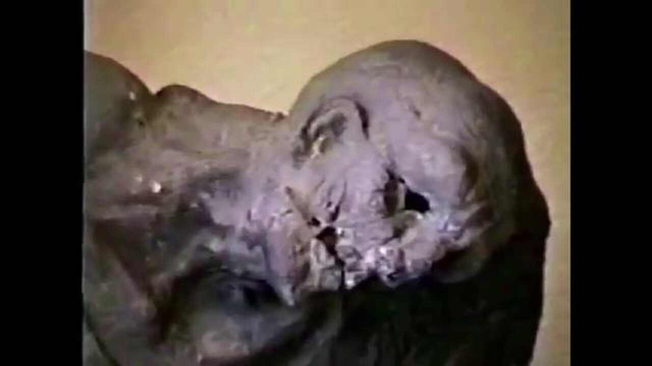 What don’t they show on the Auschwitz tour? The Holohoax