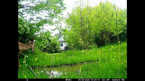 Deer Cam Buck 04-30-2025