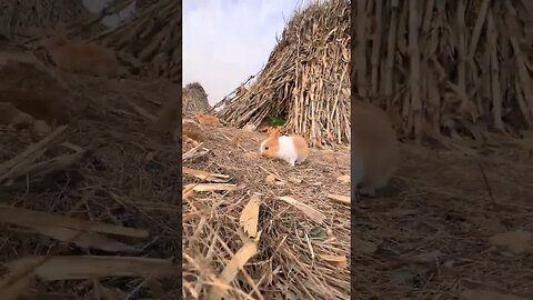 Found a nest of cute little rabbits Cute pet debut plan Pastoral cute pets Rabbit