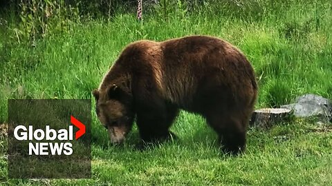 Campaign launched to save lone grizzly bear after it swims to BC island
