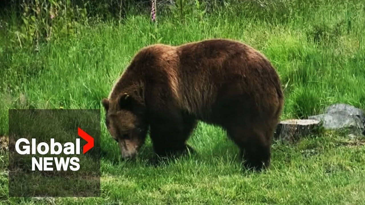 Campaign launched to save lone grizzly bear after it swims to BC island