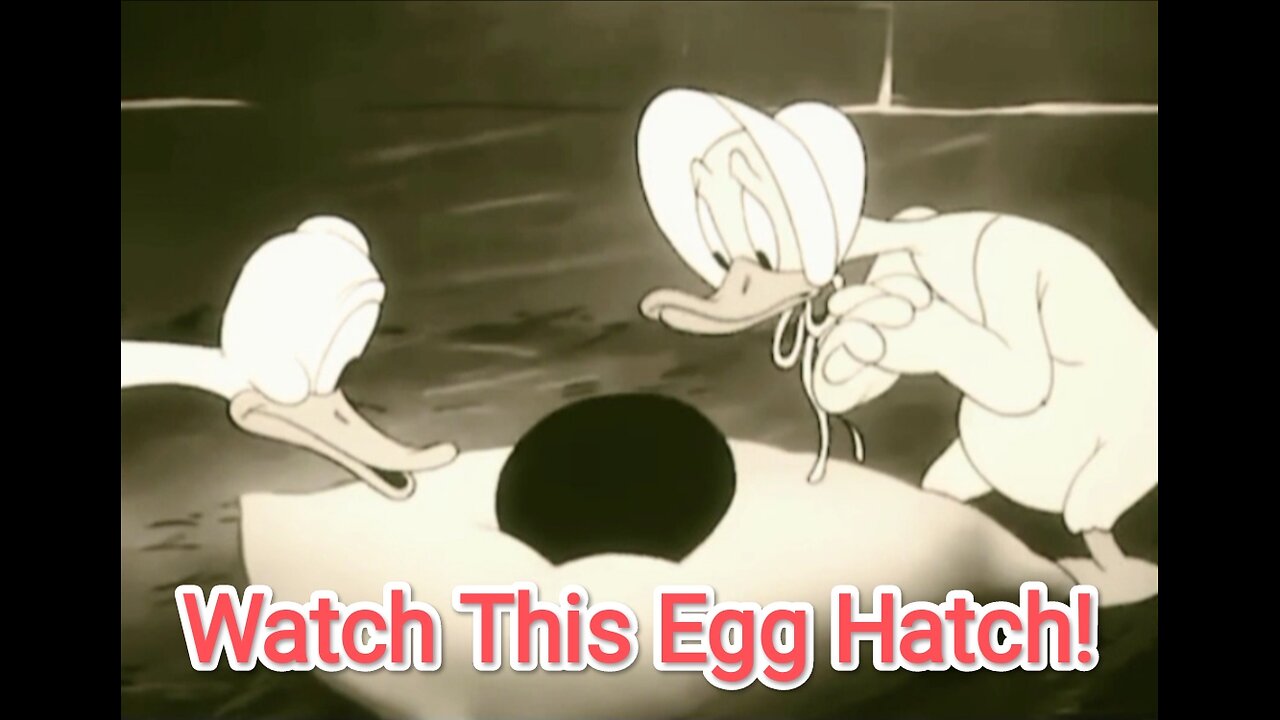 Amazing Duck Hatching 🐣 | Full Egg Hatching Process | Old is Gold