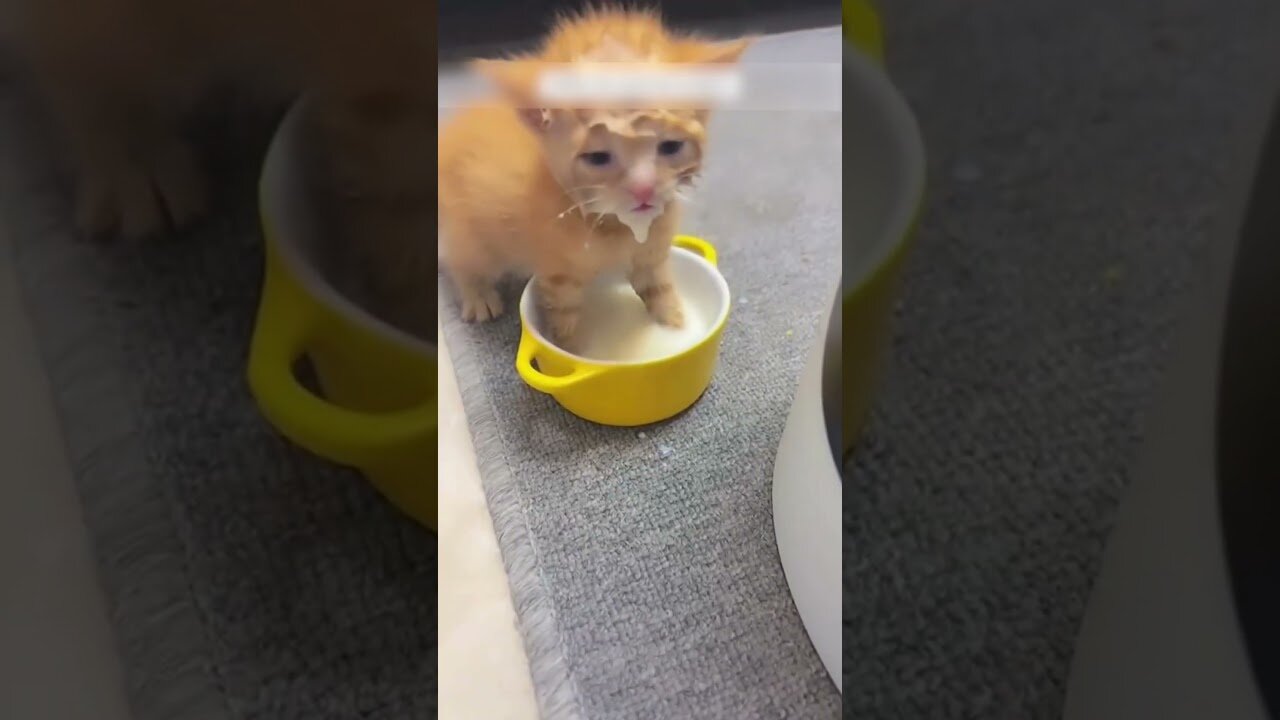 The girl heard a beep under the car and saved the kitten