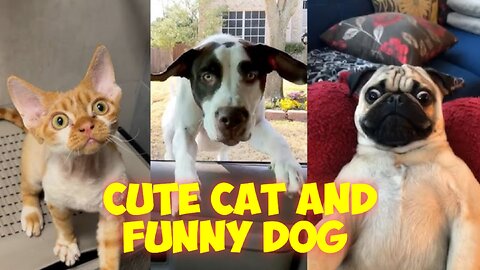 Cute Cat and Funny Dog