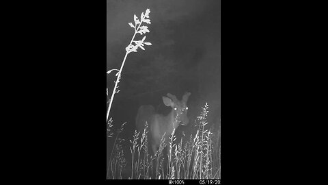 Deer Cam Nice Buck In Fog And Wind 05-19-2025 Game Camera Trail Camera