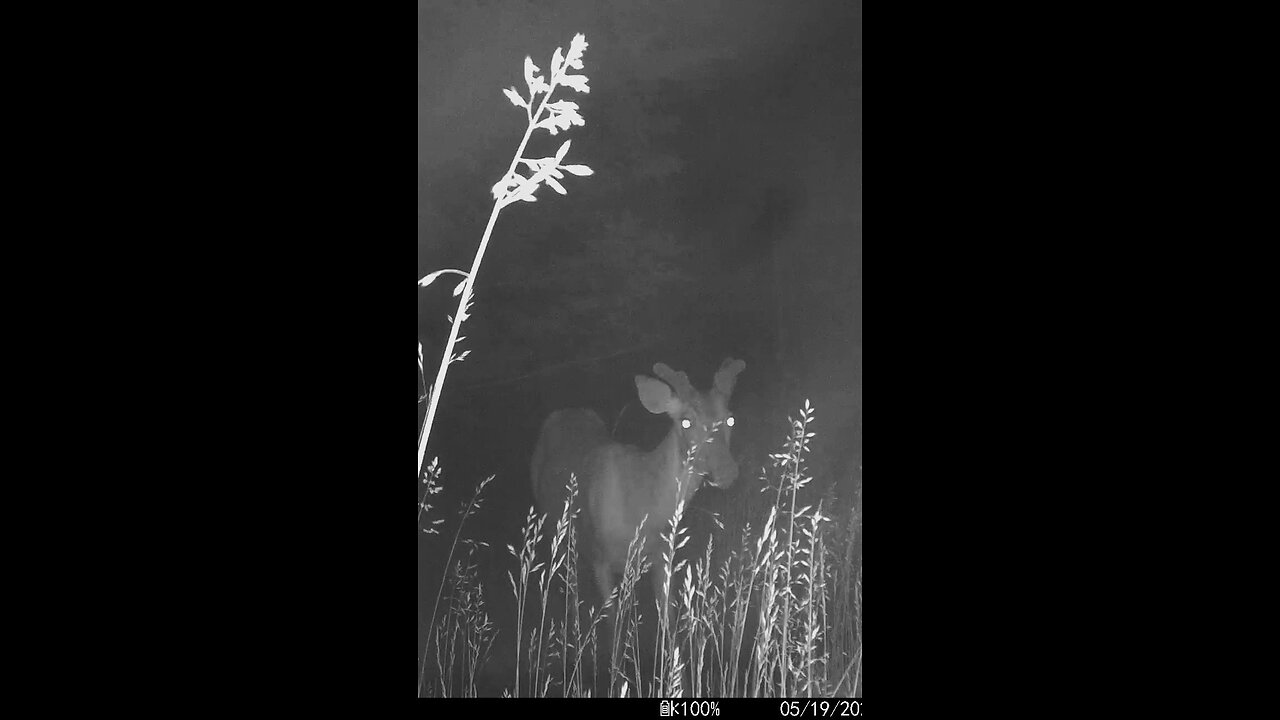 Deer Cam Nice Buck In Fog And Wind 05-19-2025 Game Camera Trail Camera