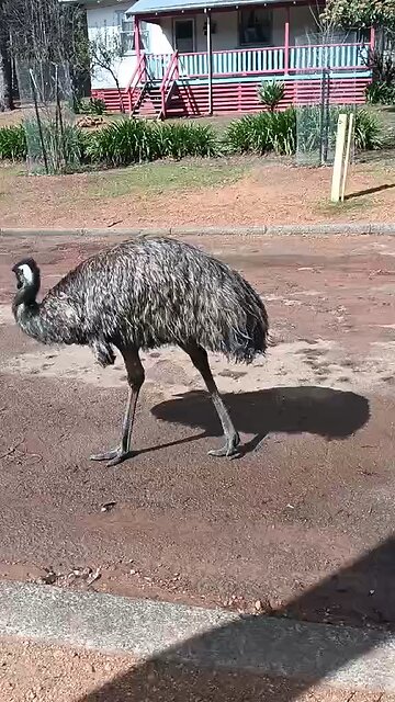 Australian emu bird