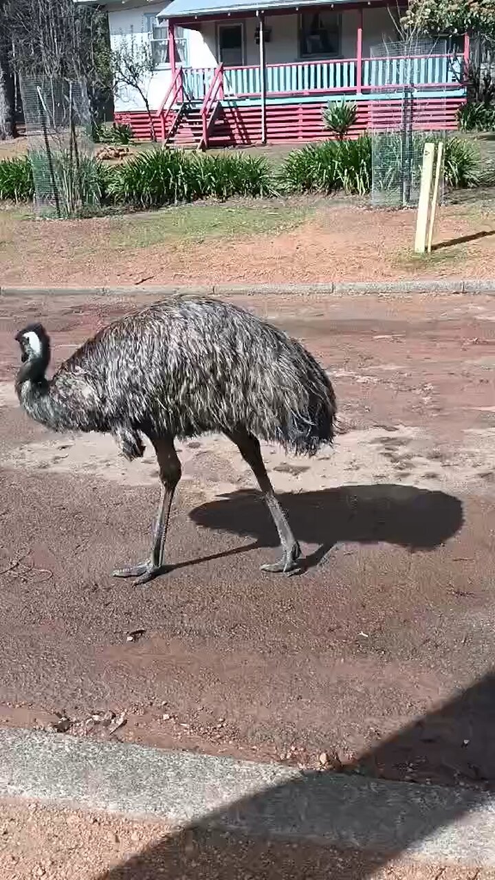 Australian emu bird