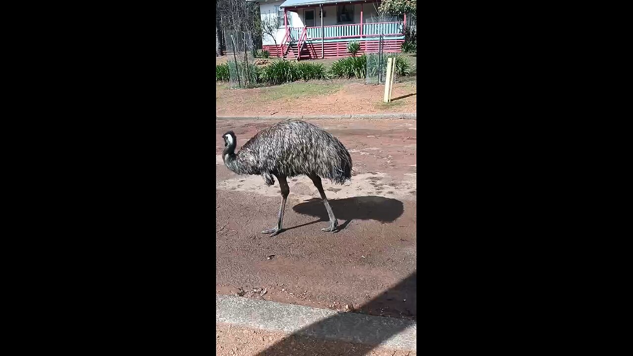 Australian emu bird