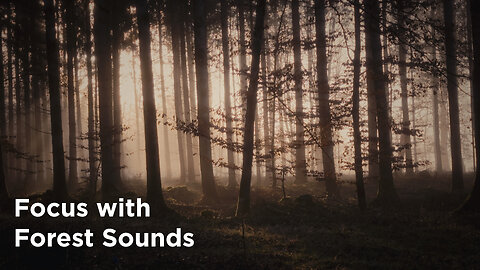 The Sound of Tranquil Forest - Morning Birds - Binaural Souds