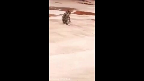 cutest cat walk
