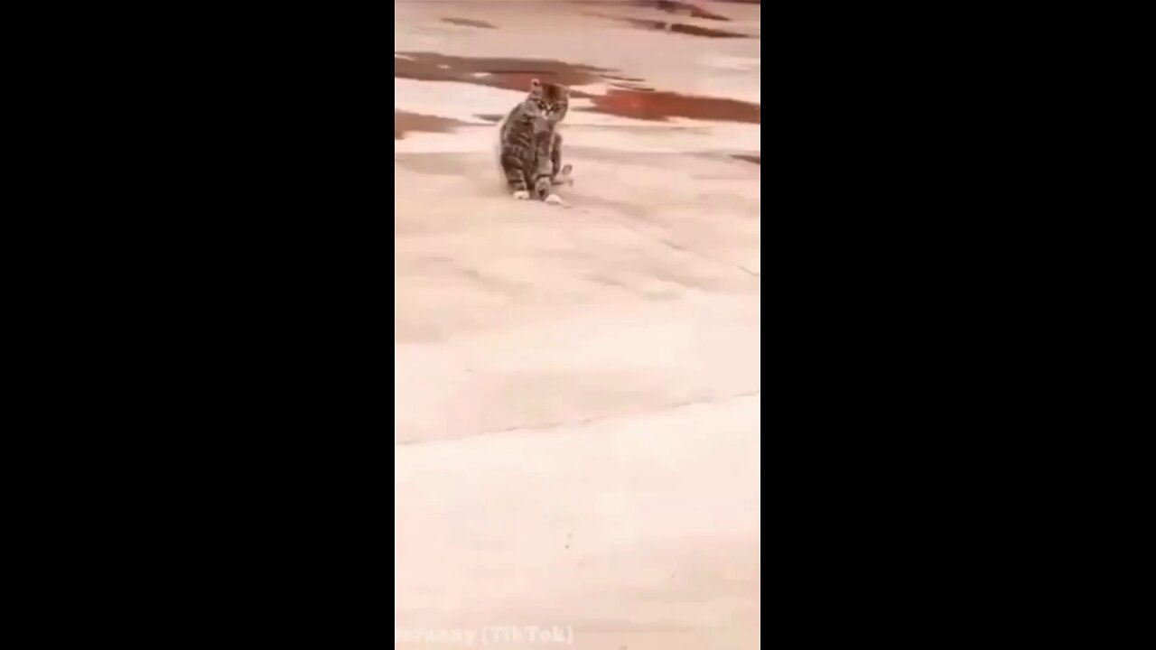cutest cat walk