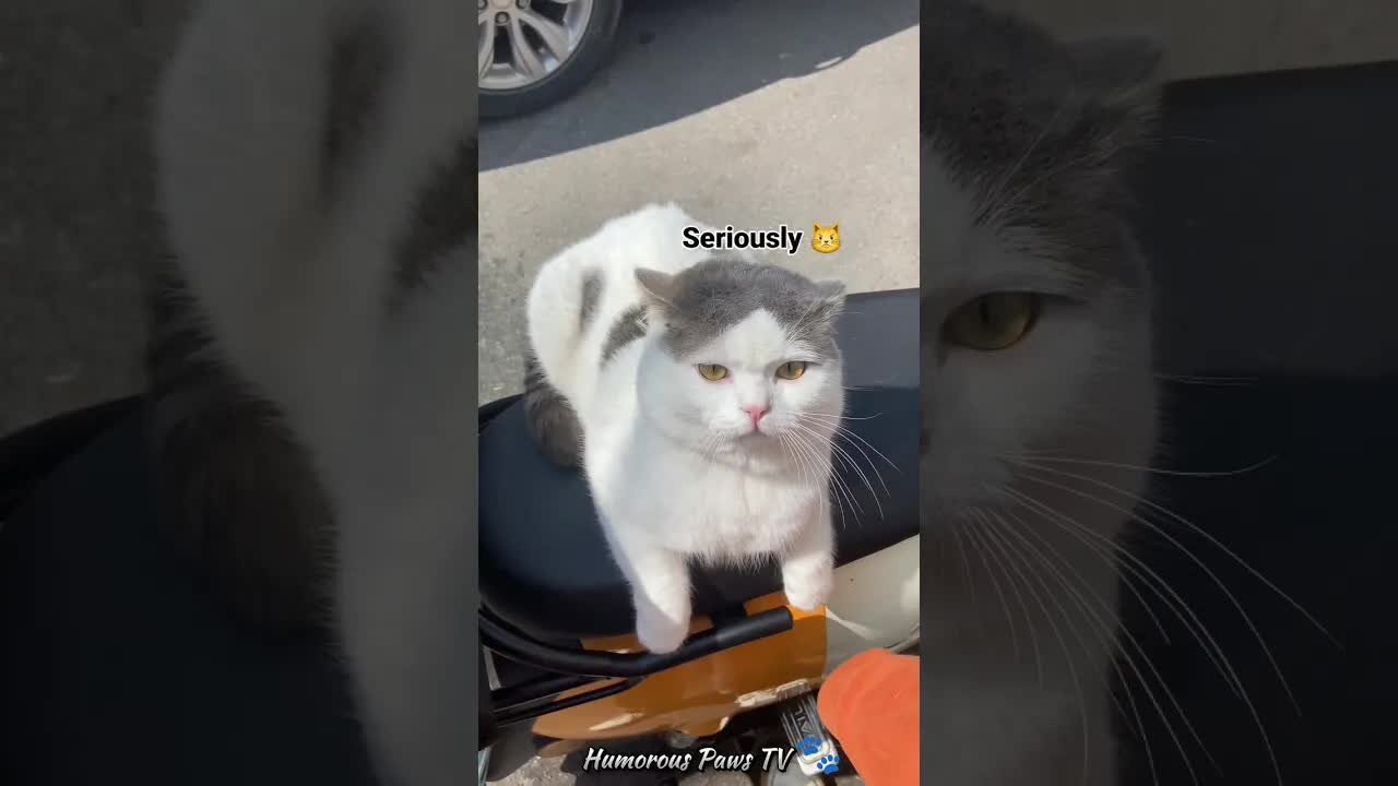 Funny animals 2024😂- Funniest Cats and Dogs Video😹🐶