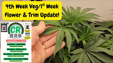 CR's 2025 Spring Grow - PSGX #MOMURDER2025 1st Week Flower & Trim Update!
