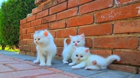We Found Crying Kittens Next to Their Dead Mother | Emotional Cat Rescue in Pakistan