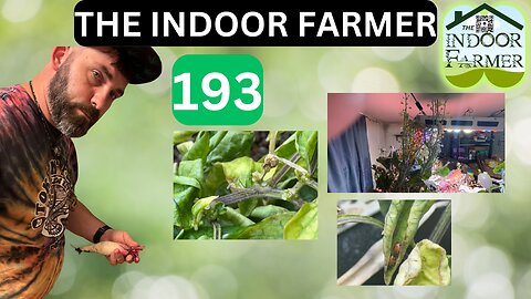 The Indoor Farmer ep 193, Bugs Everywhere! lol & Plants Too Tall? Let's Grow!