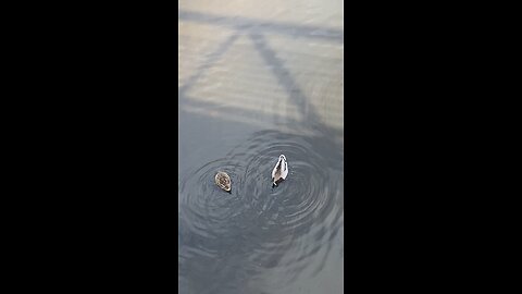 Mallard Ducks 🦆 #mallardducks #ducks #duck #followme #shorts #trending #viral