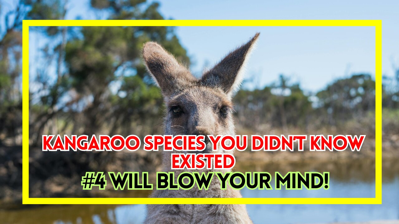 Kangaroo Species You Didn’t Know Existed – #4 Will Blow Your Mind!