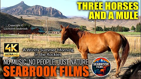 Three Horses and a Mule: A Windy Summer Morning in the Rockies