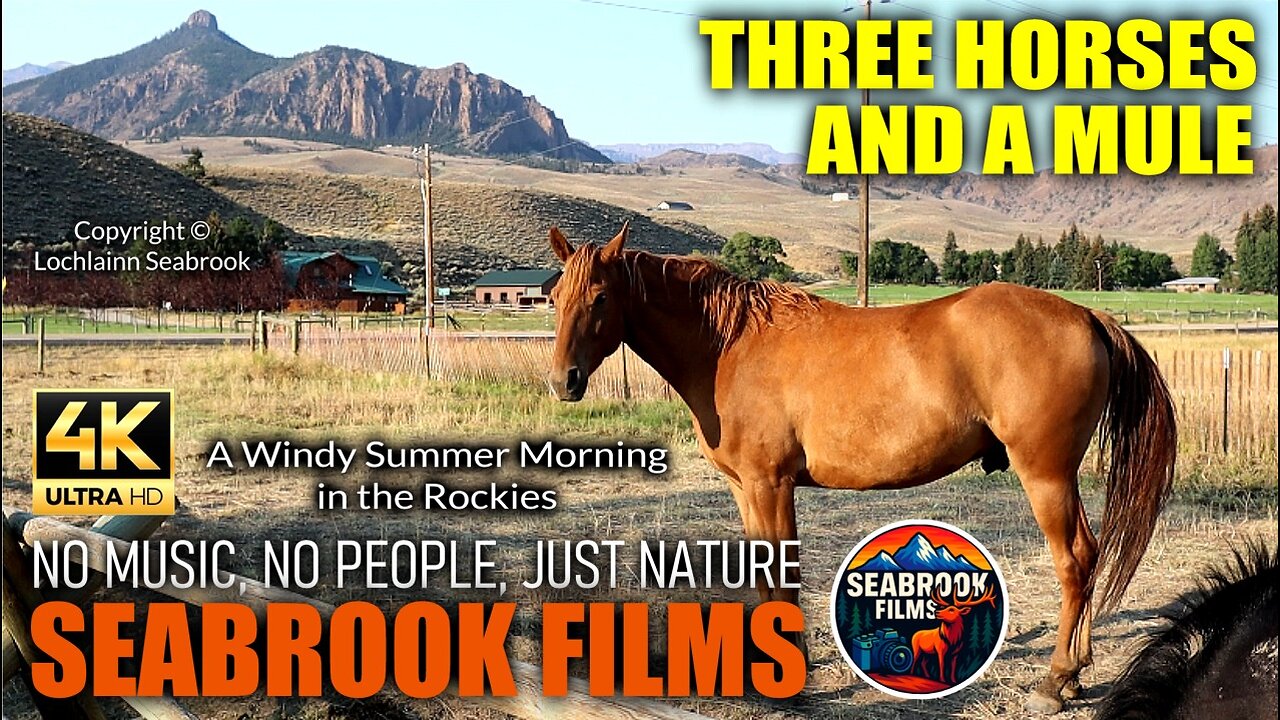 Three Horses and a Mule: A Windy Summer Morning in the Rockies