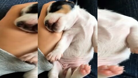 Angels in Dog's Clothing. Little pockets of sunshine ☀️