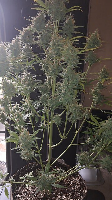 two buds in a jar grow