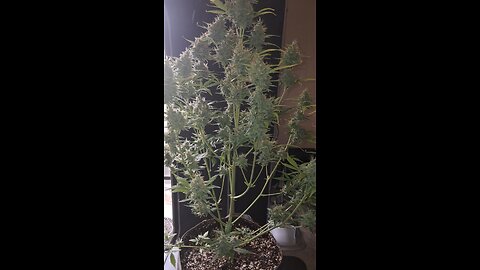 two buds in a jar grow