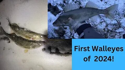 First Couple Walleyes of 2024! (Fishing after work!)