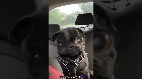 These Animals Deserve Their Own Comedy Show!