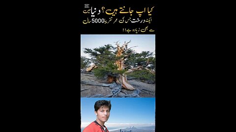 "5000 سال پرانا درخت | Oldest Living Tree in the World – Methuselah Tree"