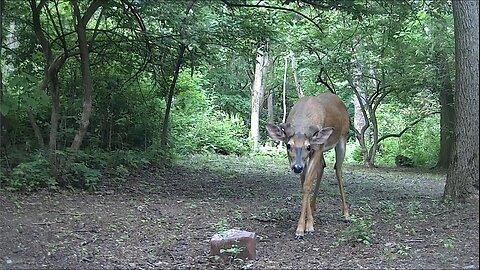 This guy is going to be a HANDSOME BUCK!
