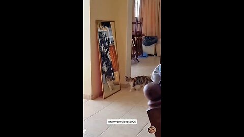 littels cats comedy scenes 🤣 so cute videos 😍 funny videos 🤣