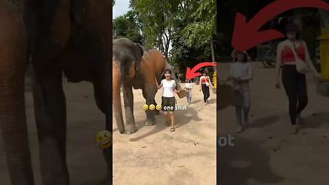 Animals Funny Compilation #funnyanimals #animals #pets #shorts