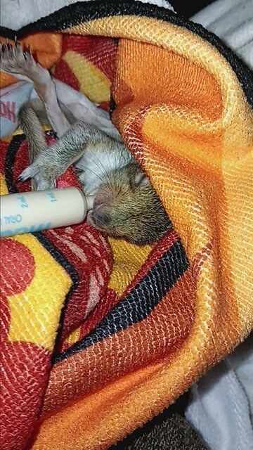 Feeding the baby squirrel again