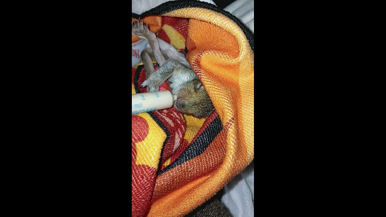 Feeding the baby squirrel again