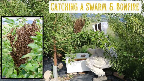 Catching A Honey Bee Swarm & Evening Bonfire with Fireworks + Friends