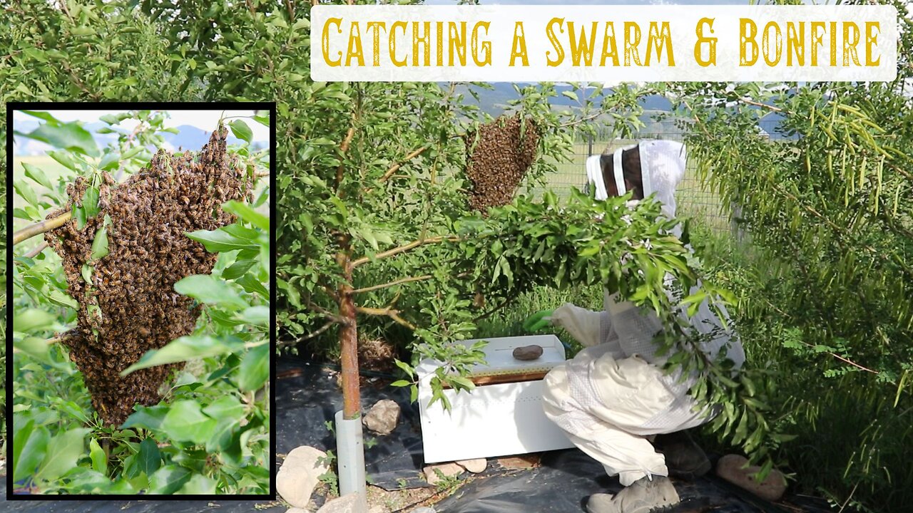 Catching A Honey Bee Swarm & Evening Bonfire with Fireworks + Friends