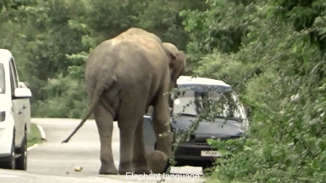 srilanka Elipent atak