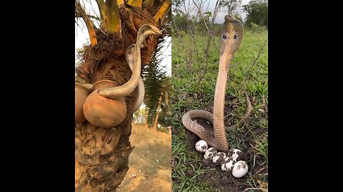 Snakes are laying eggs on the ground. Two snakes have emerged from a palm tree. News News